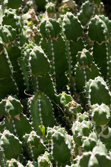 Euphorbia makallensis, Euphorbiaceae, Ethiopia