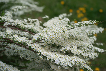 Spiraea x cinerea Grefsheim © 7monarda