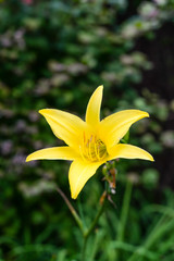Beautiful Yellow Flower, Close up.