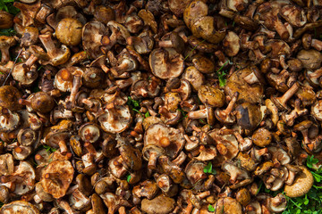 mushroom