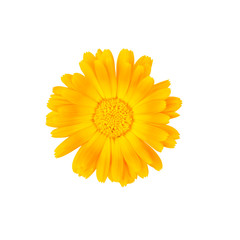 Marigold flower isolated on white. Top view.