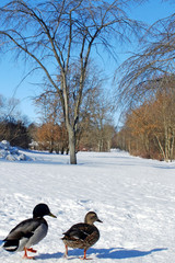 enten im park