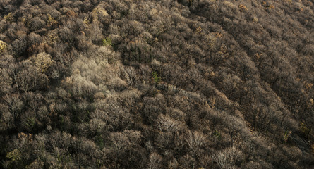 Autumn Deciduous Forest