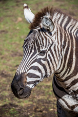 Fototapeta na wymiar Zebra, Detailed Potrait of a Peaceful mammal.