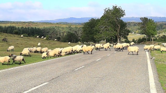 Ovejas en carretera 1