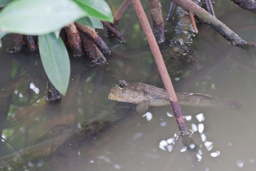 Closeup of Mudskipper