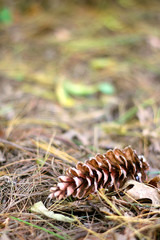 Pine Cone Laying in the Fall Leaves Background