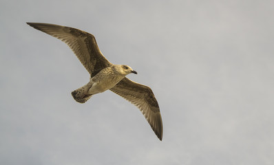 Seagull in flight