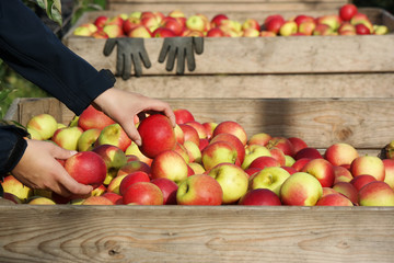 Hand puts an apple in a wooden crate of freshly picked apples