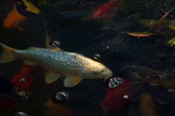 Obraz na płótnie Canvas White carp fish