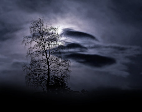 Bare tree in foggy landscape