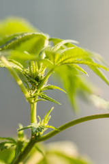 Marijuana Plant Early Budding 2