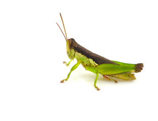 Grasshopper