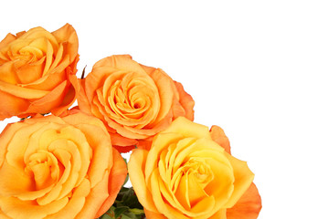 Beautiful orange roses flowers on isolated background