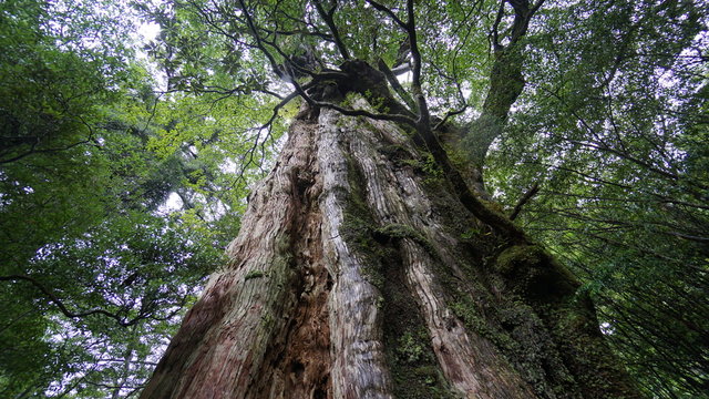 屋久島 紀元杉