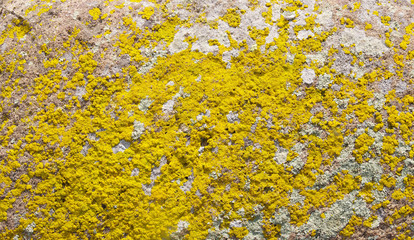Yellow lichens on stone closeup