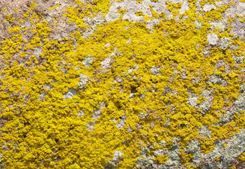 Yellow lichens on stone closeup