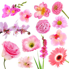 Collage of beautiful pink flowers