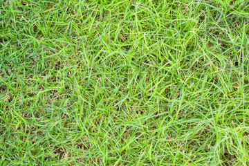 Fresh green grass close up background photo texture