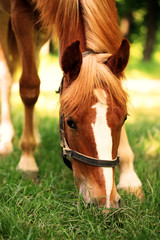 Beautiful brown horse in pasture