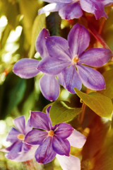 Spring purple flowers, outdoors