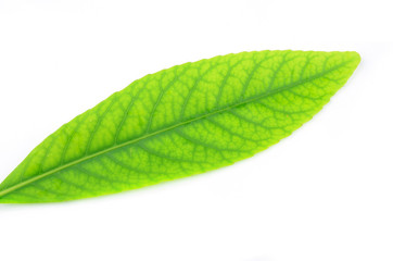 Leaves isolated on white background