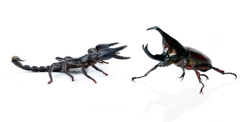 scorpion on white background