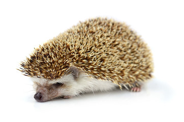 Hedgehog isolate on white background