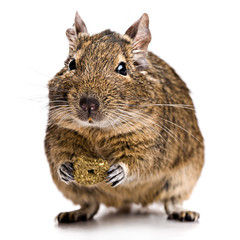 degu
