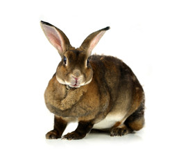 rabbit isolated on a white background