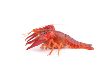 alive crayfish isolated on white background © evegenesis