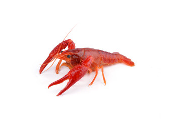 Shrimps Crayfish