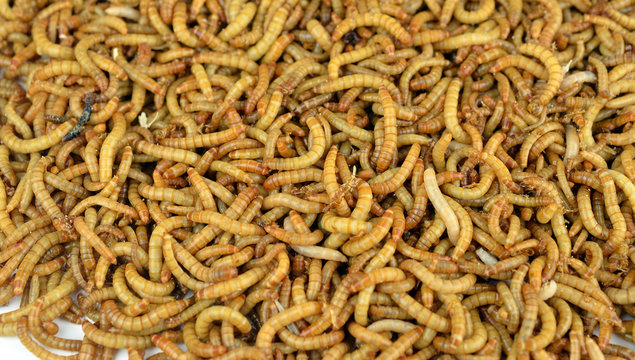 Worm