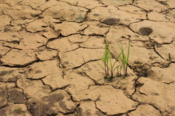 desert green plant drought dry ground