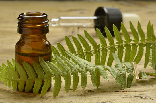 Pteridophyta Pteridophyte シダ植物門 Felce نباتات لازهرية وعائية