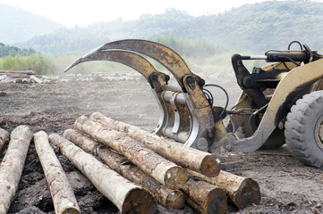 Forklift in timber yard