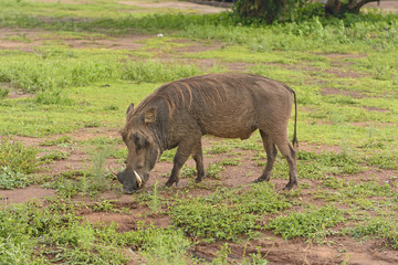 Common Warthog in the savannah