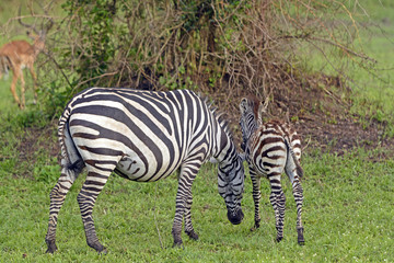 Fototapeta na wymiar Mother and Baby Zebra in the Wilds