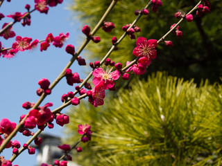 Fototapeta na wymiar Blossoming plum tree against green pine branches