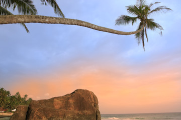 Fototapeta na wymiar Leaning palm tree with big rocks, Unawatuna beach, Sri Lanka