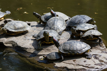 Fototapeta premium japan turtles in park