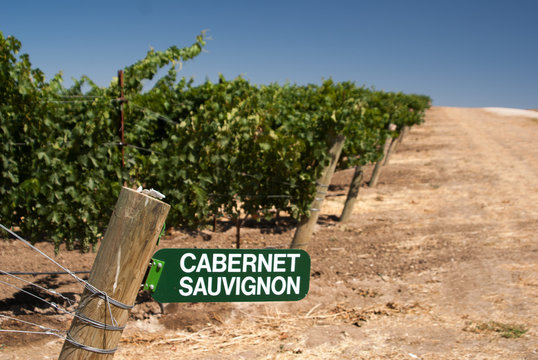 Cabernet Sauvignon Sign In California Vineyard