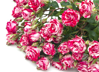 Bouquet of red-white roses, isolated on white