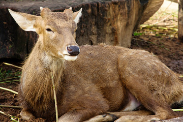 Axis Deer at a zoo