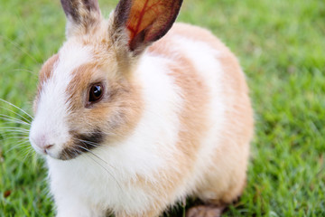 cute bunny rabbit  on the grass