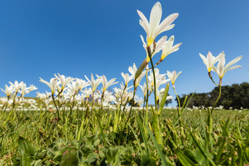 detail of freesia field