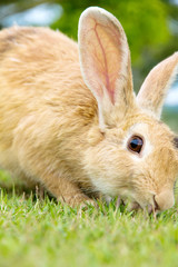 Fototapeta premium close-up of cute bunny rabbit on the grass