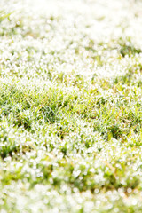 fresh spring green grass