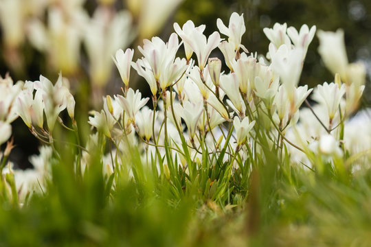 detail of white freesias