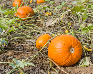 Pumpkin vines and pumpkins